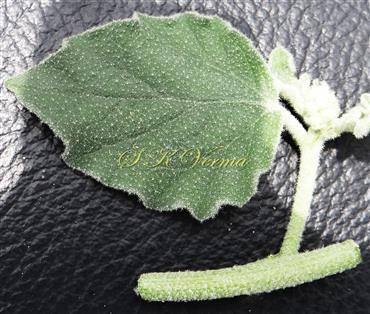  Leaf (Adaxial view)